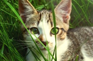 cat